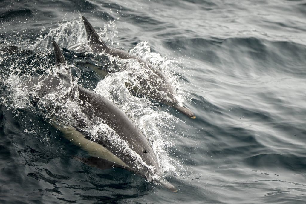 20250714 DSC8849 | San Diego Whale Watch 23