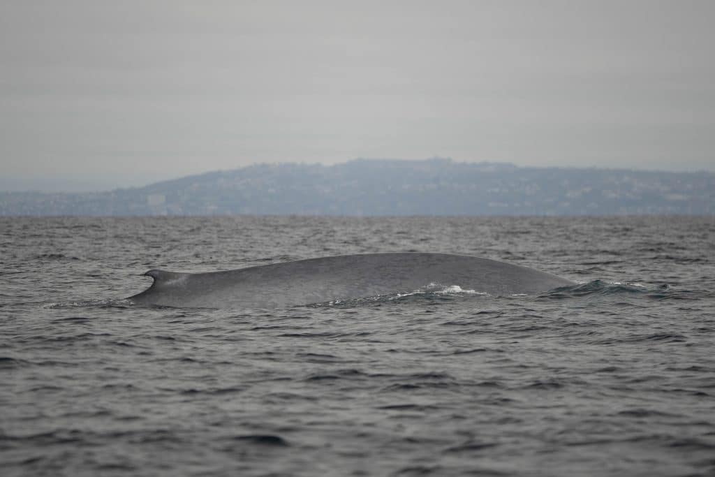 20250714 DSC8916 | San Diego Whale Watch 21