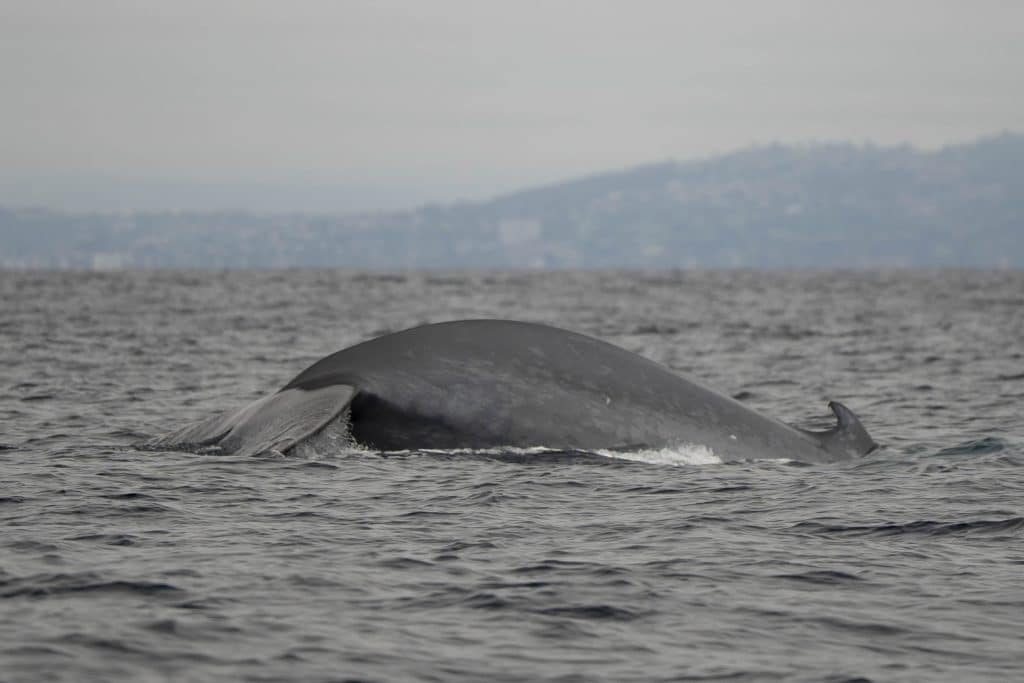 20250714 DSC8928 | San Diego Whale Watch 19