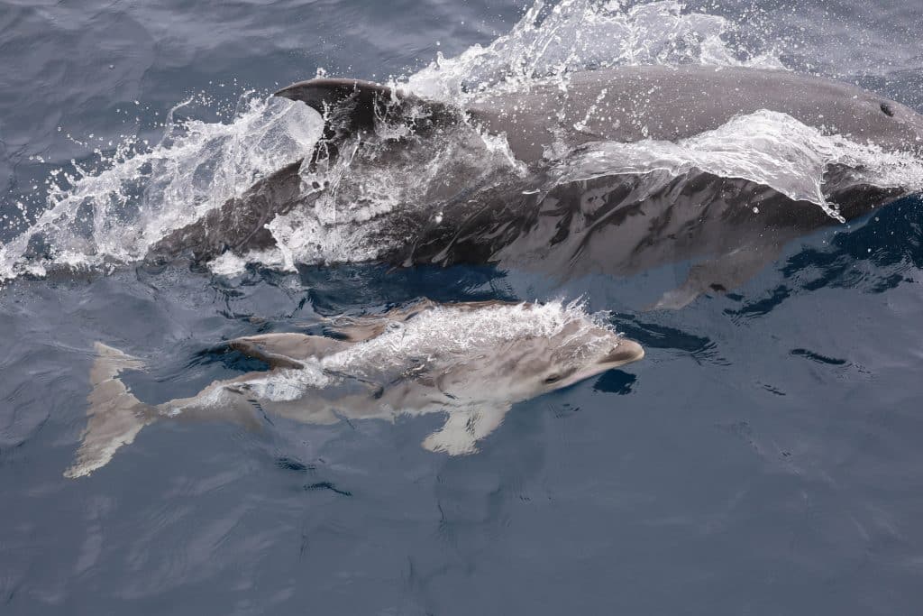 20250715 0K2A8033 | San Diego Whale Watch 17