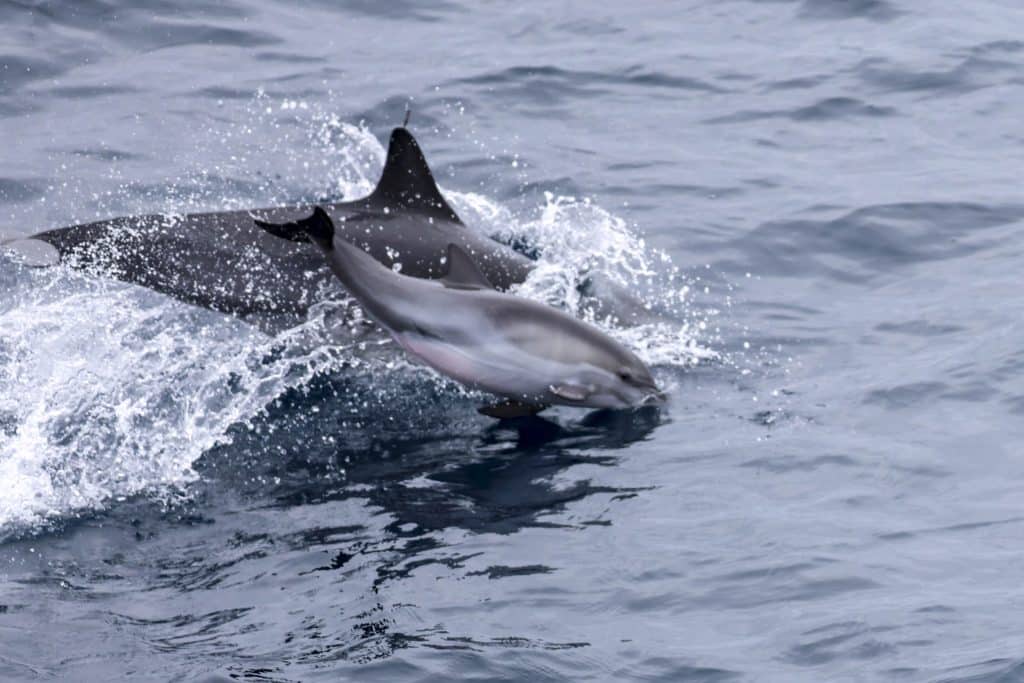 20250715 0K2A8480 | San Diego Whale Watch 13
