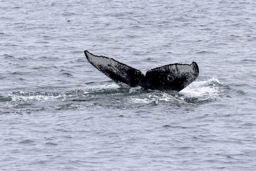 20250715 0K2A8925 | San Diego Whale Watch 19