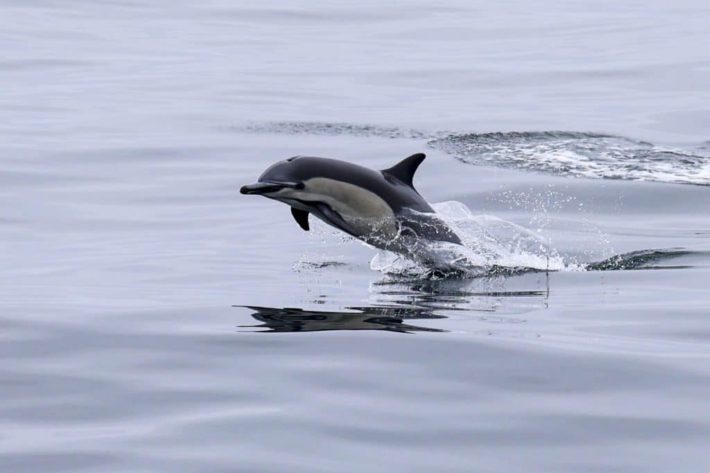 20250719 0K2A3371 | San Diego Whale Watch 7
