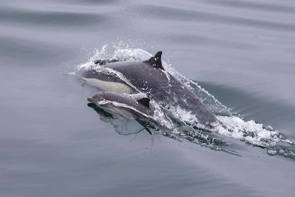 20250719 0K2A3404 | San Diego Whale Watch 5
