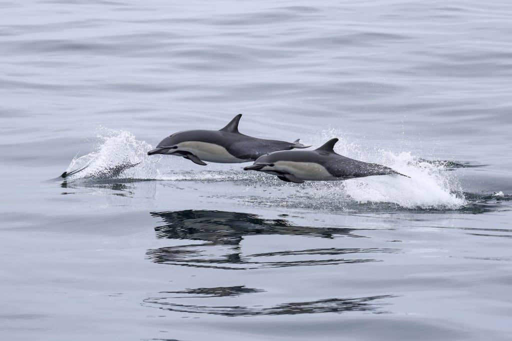 20250719 0K2A3606 | San Diego Whale Watch 3