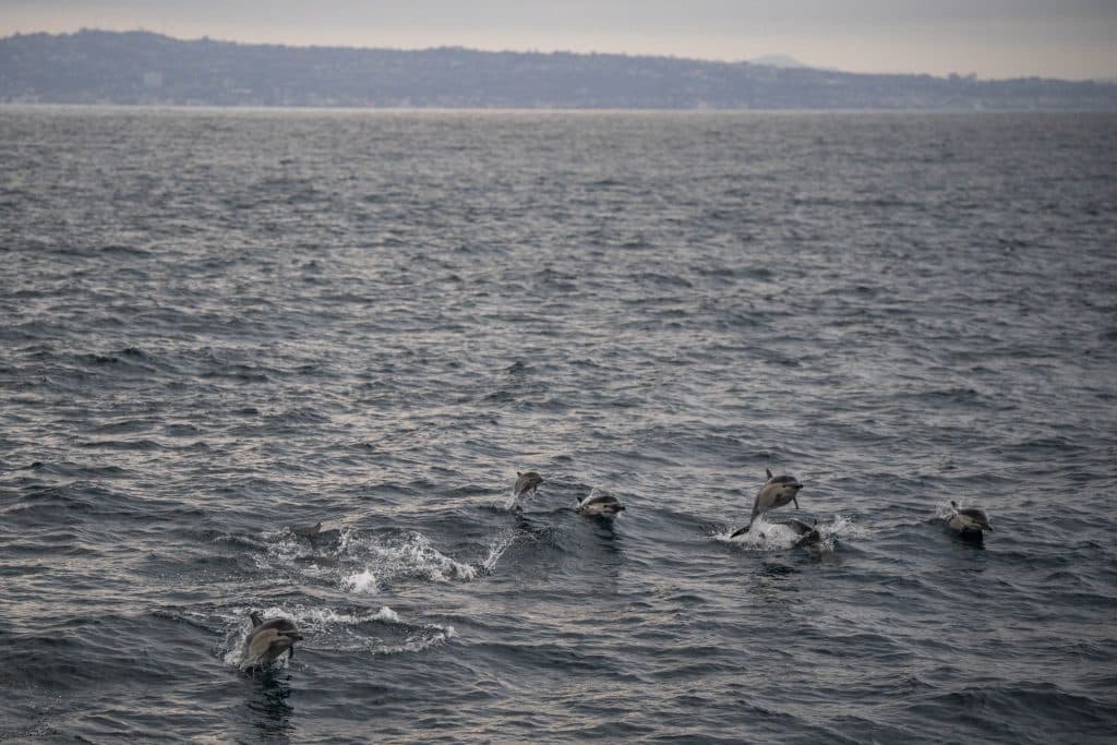 20250719 DSC9848 | San Diego Whale Watch 1