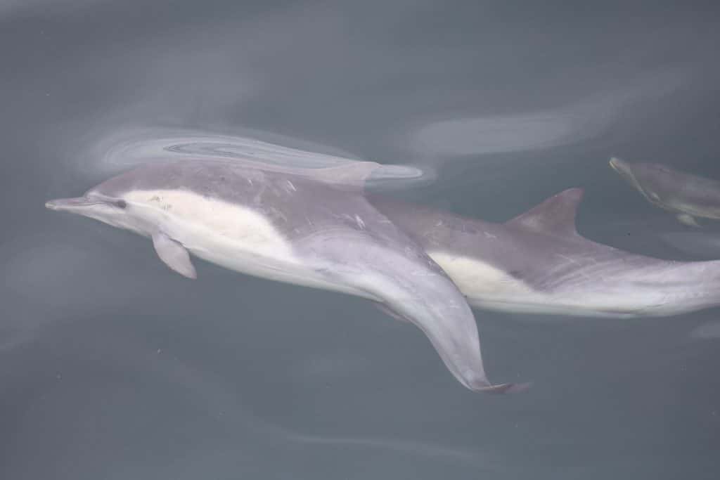 20250720 0K2A4021 | San Diego Whale Watch 24