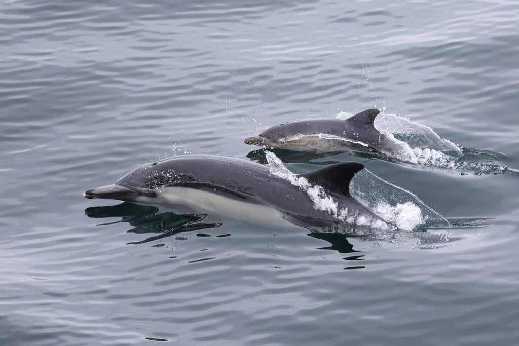 20250720 0K2A4034 | San Diego Whale Watch 22