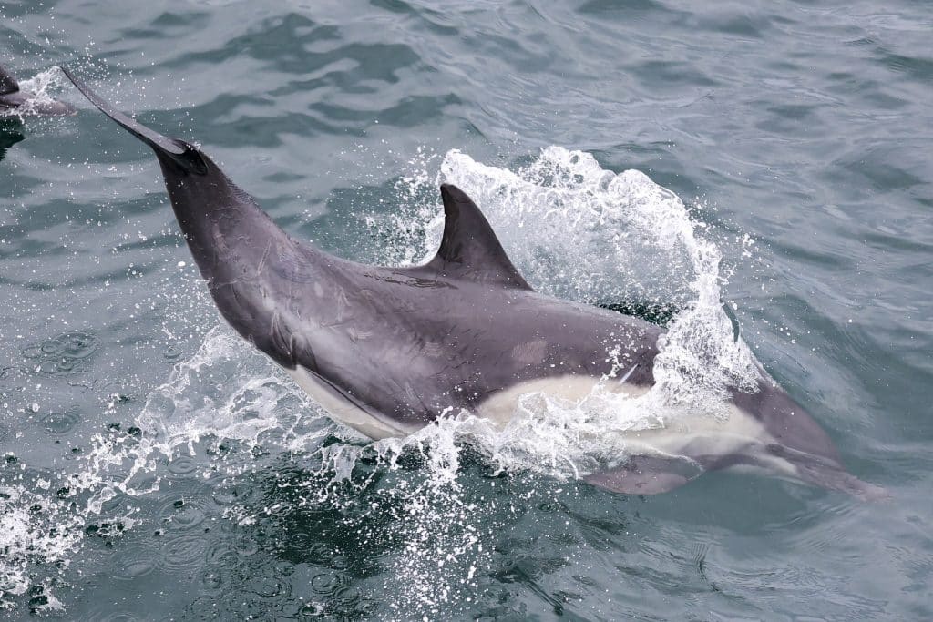 20250721 0K2A4970 | San Diego Whale Watch 7