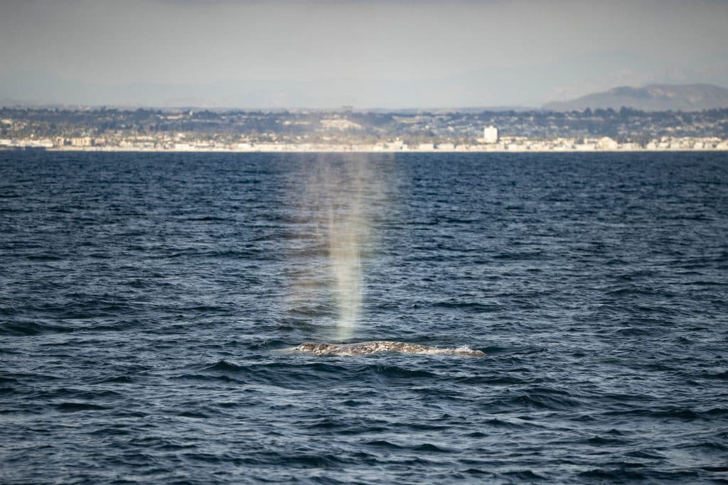 20250721 DSC0046 | San Diego Whale Watch 1