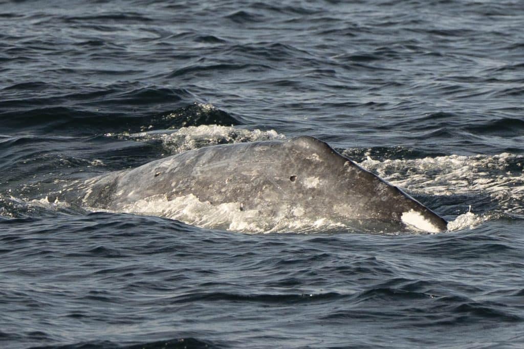 20250721 DSC0062 | San Diego Whale Watch 5