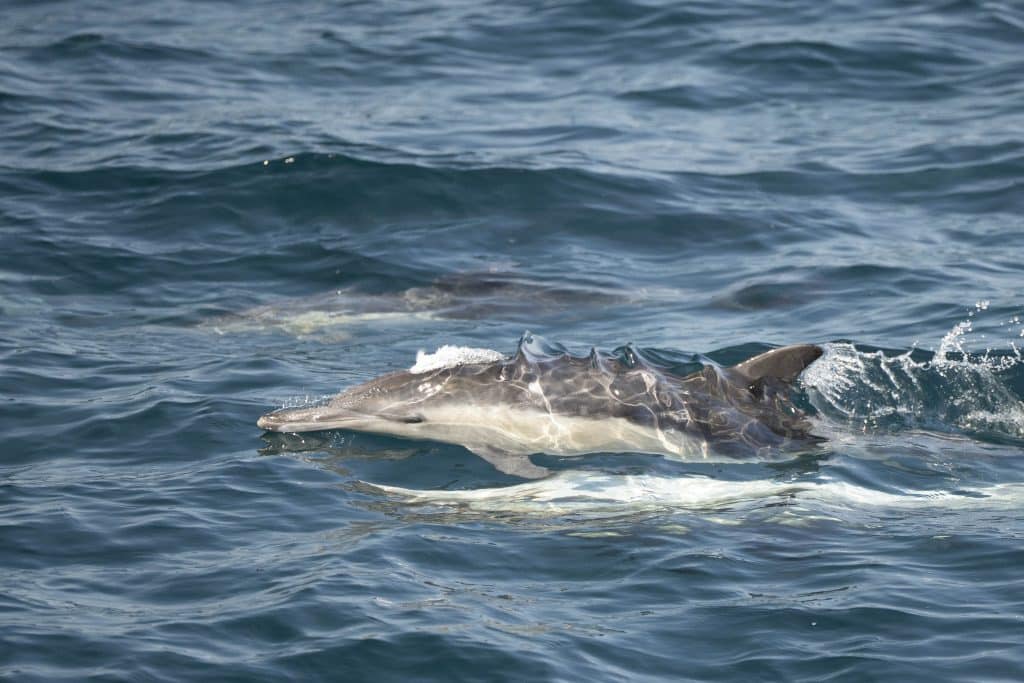20250722 DSC0214 | San Diego Whale Watch 13