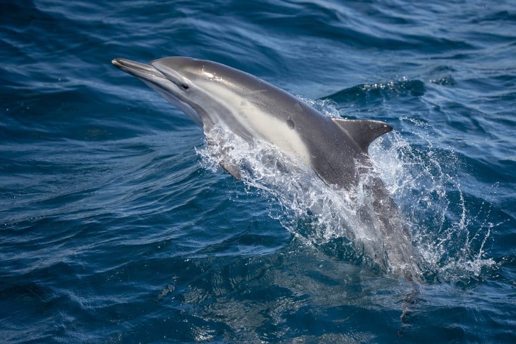 20250722 DSC0558 | San Diego Whale Watch 3