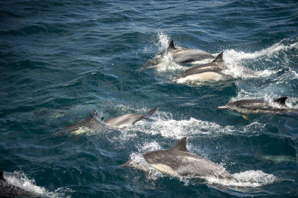 20250722 DSC0589 | San Diego Whale Watch 5