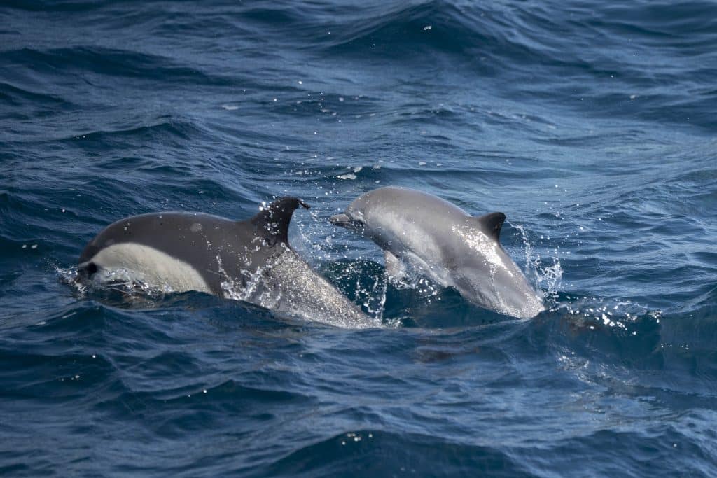 20250722 DSC0620 | San Diego Whale Watch 1