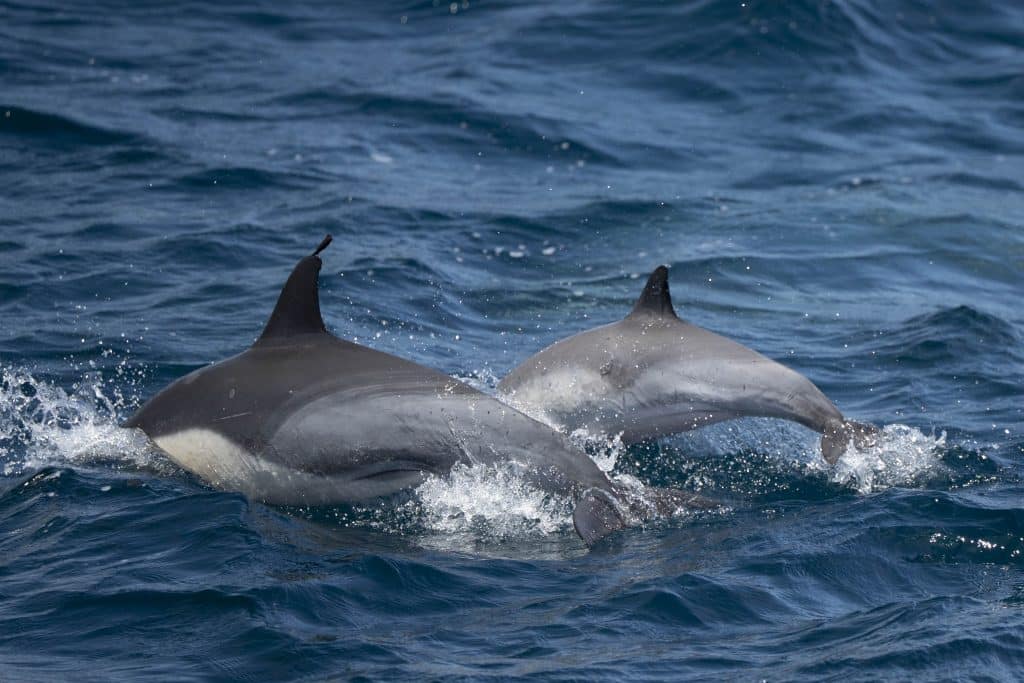 20250722 DSC0621 | San Diego Whale Watch 7