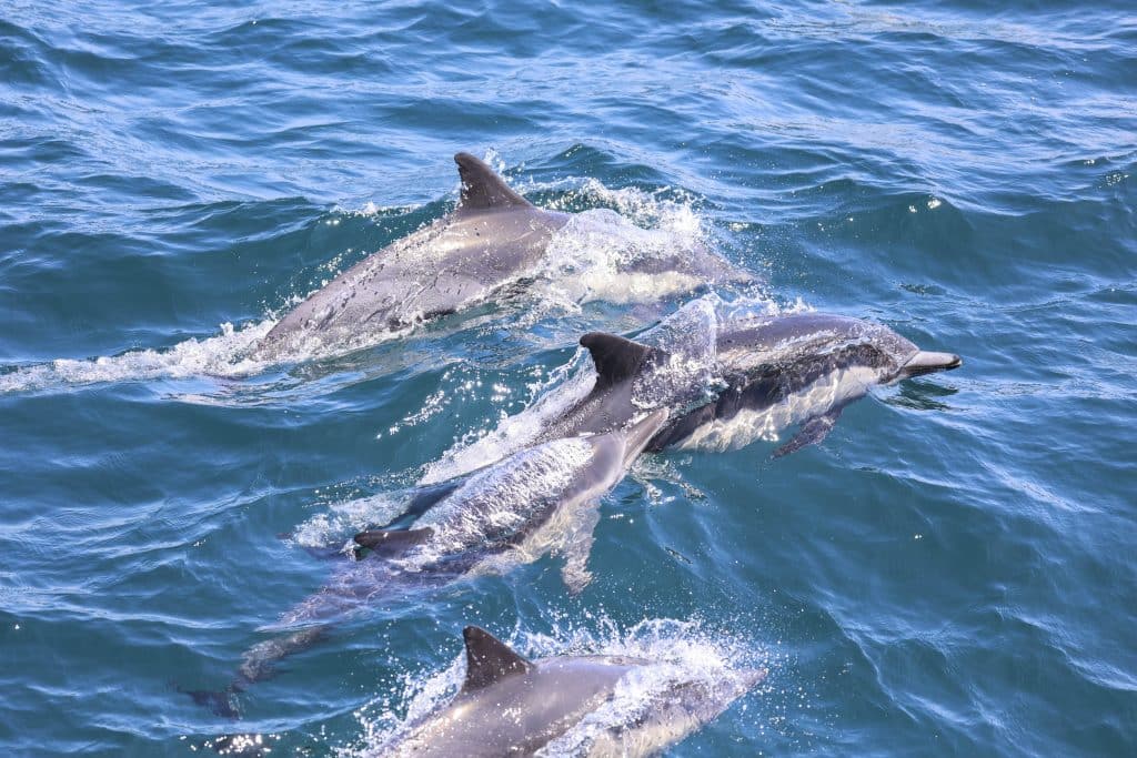 20250723 0K2A5804 | San Diego Whale Watch 29