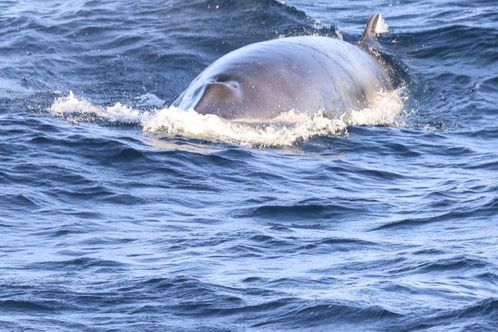 20250723 0K2A6159 | San Diego Whale Watch 19