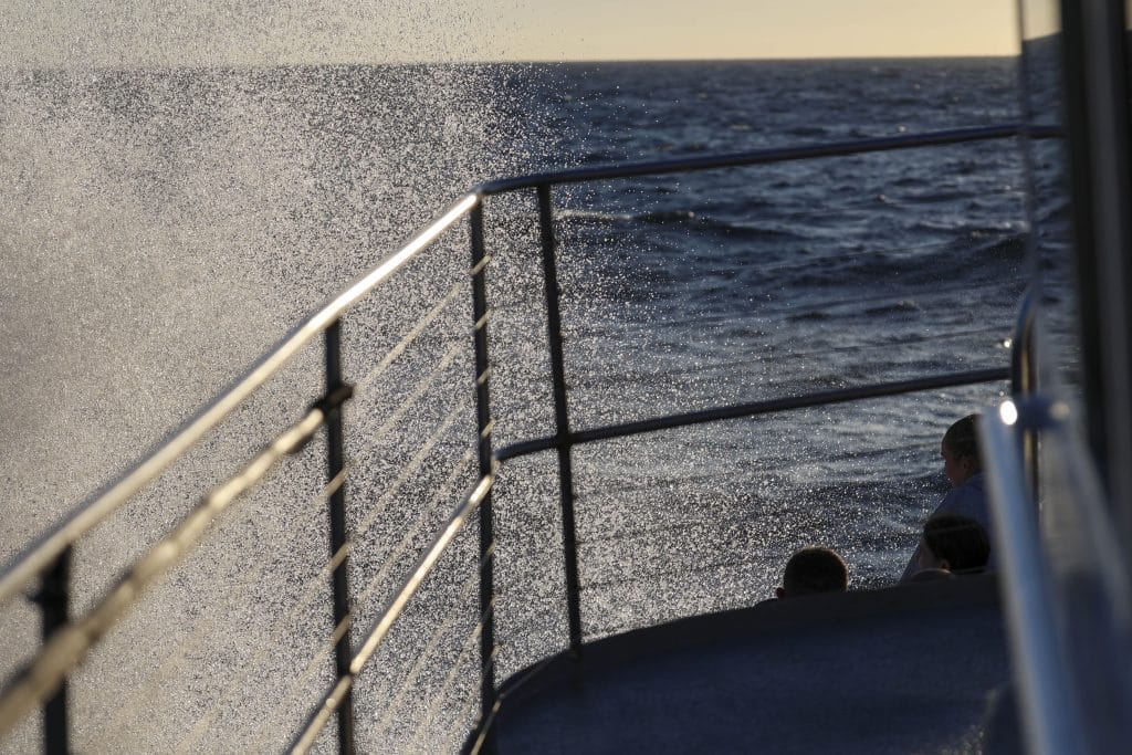 20250723 0K2A6198 | San Diego Whale Watch 21