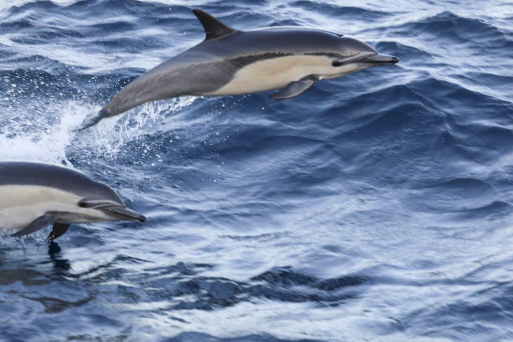 20250723 0K2A6508 | San Diego Whale Watch 25