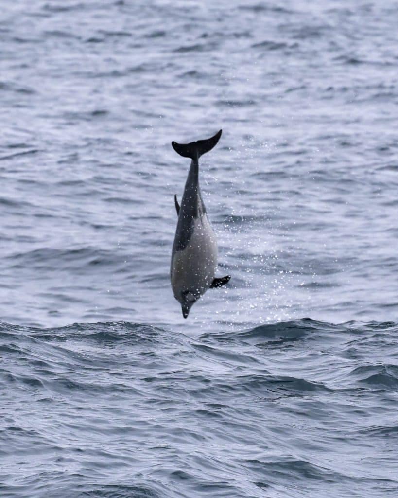 20250725 0K2A8116 | San Diego Whale Watch 1