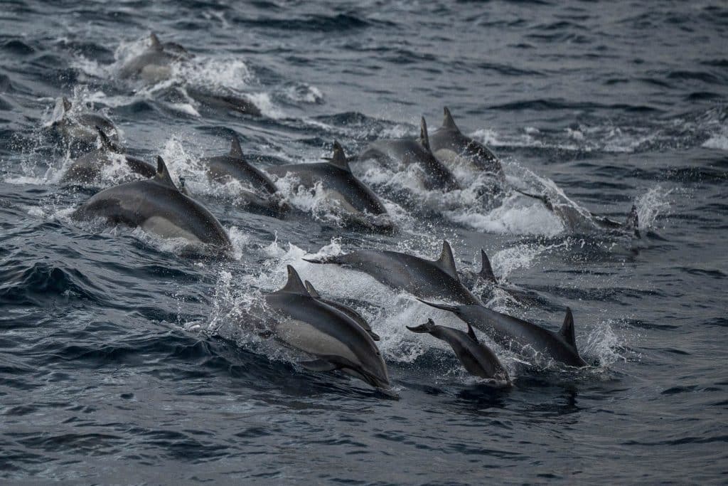 20250725 DSC0843 | San Diego Whale Watch 5