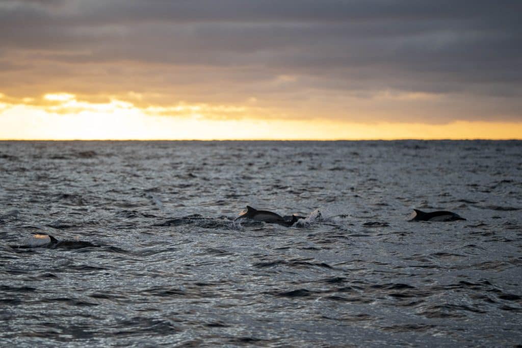 20250725 DSC0941 | San Diego Whale Watch 7