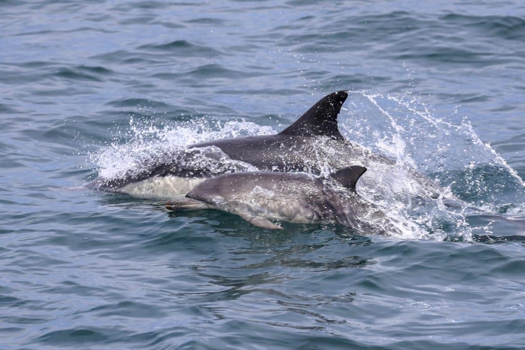 20250731 0K2A5235 | San Diego Whale Watch 34