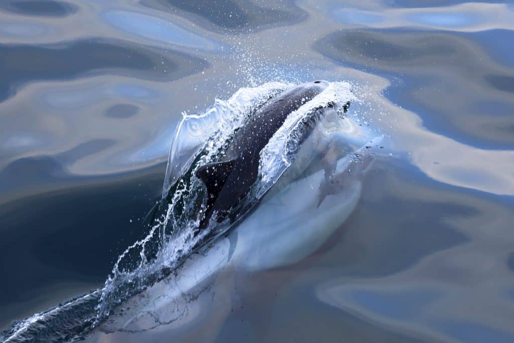 20250731 0K2A5443 | San Diego Whale Watch 36
