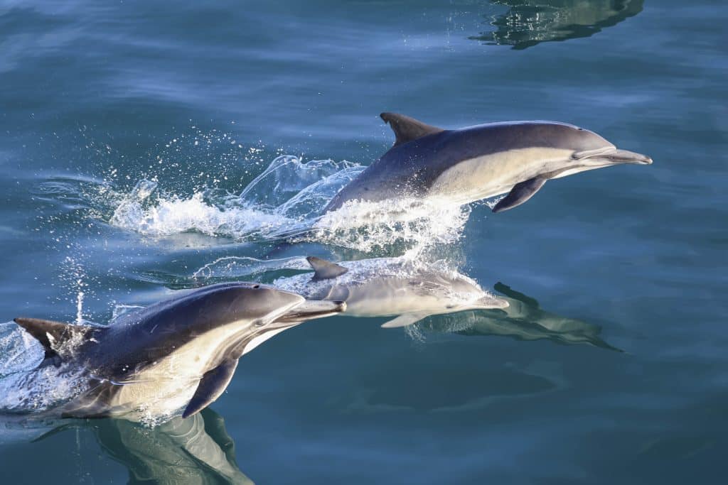 20250731 0K2A5606 | San Diego Whale Watch 38