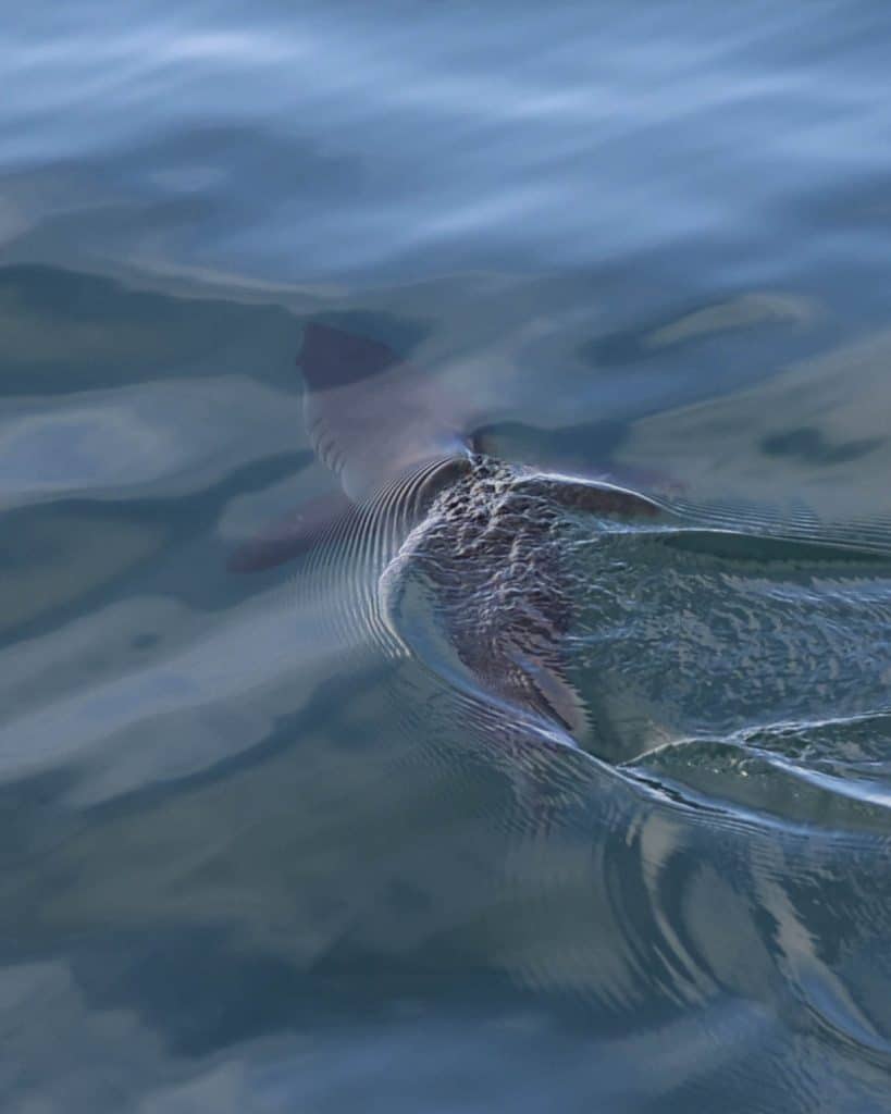 20250731 0K2A5670 | San Diego Whale Watch 40