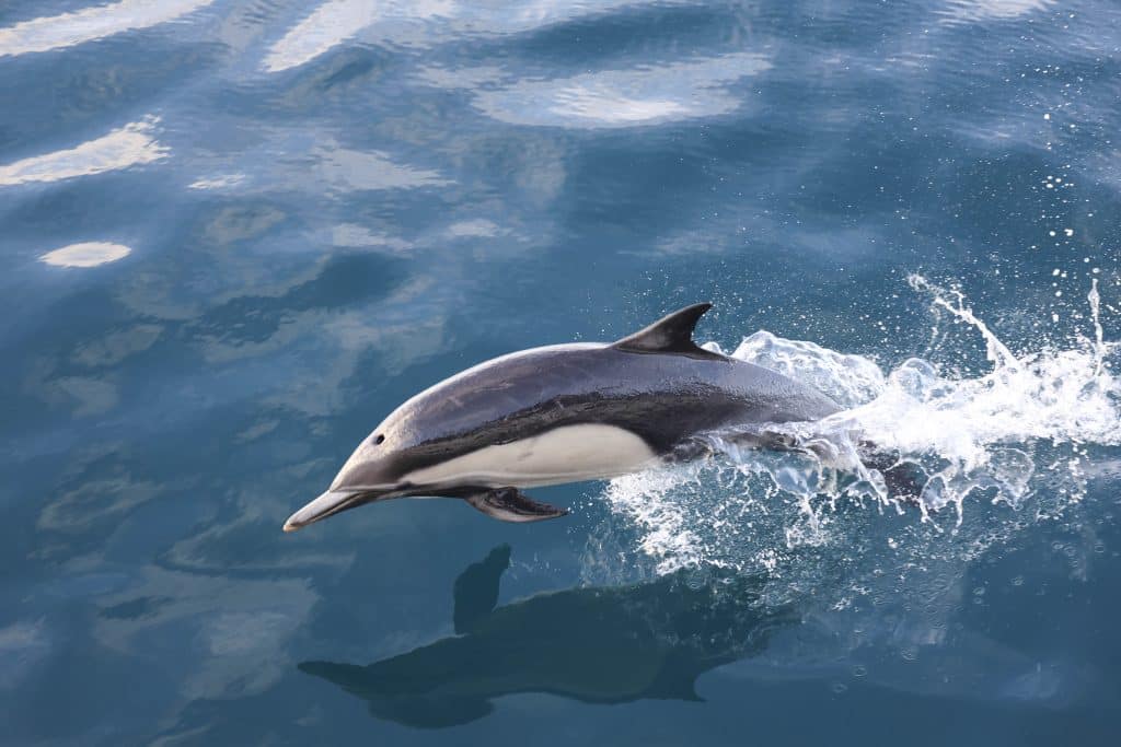 20250731 0K2A5900 | San Diego Whale Watch 42