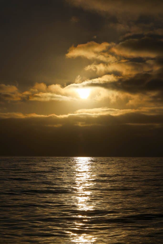 20250731 0K2A6088 | San Diego Whale Watch 44