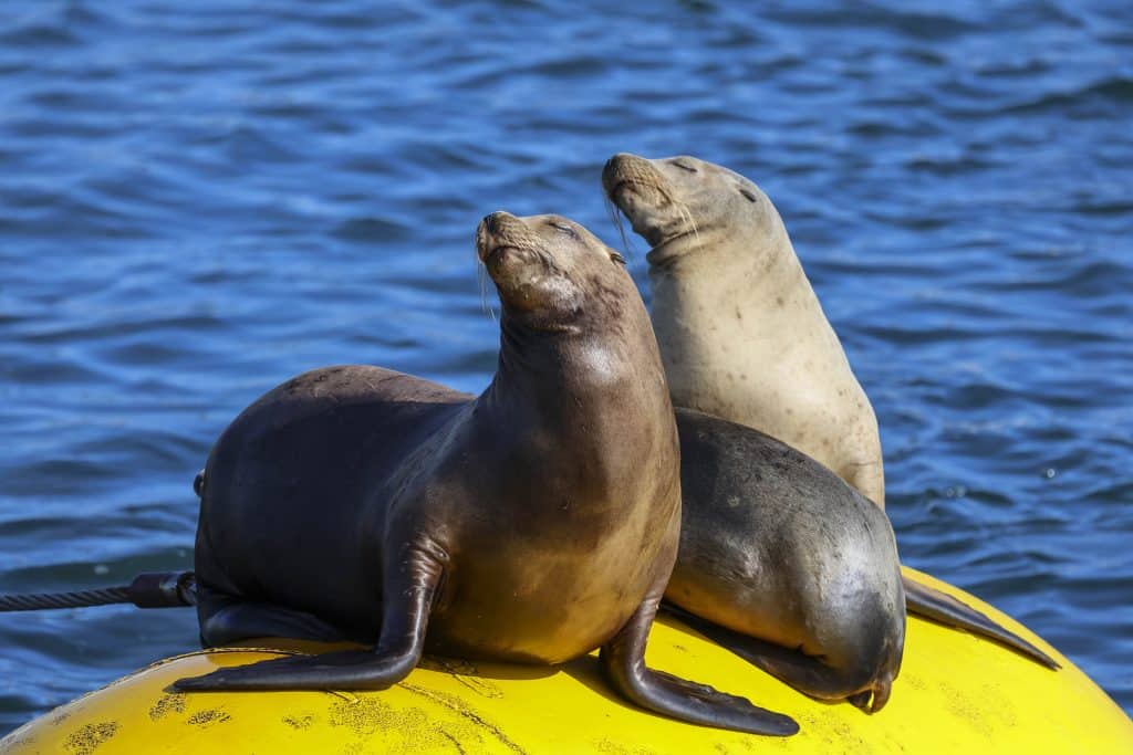 20250801 0K2A6582 | San Diego Whale Watch 31