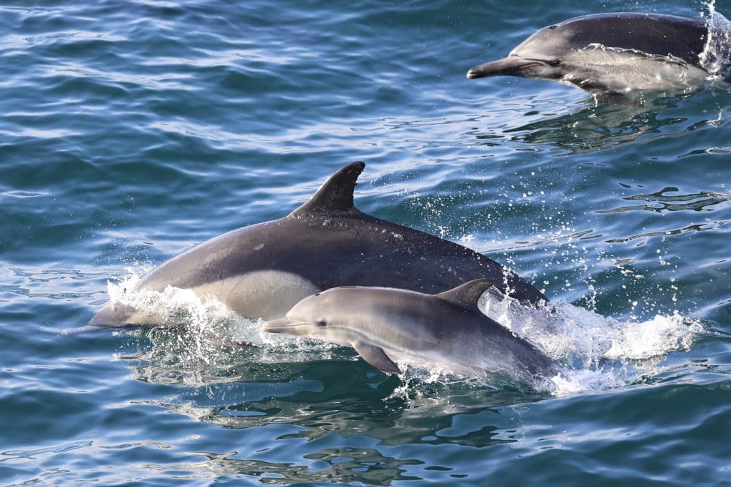 20250801 0K2A6768 | San Diego Whale Watch 33