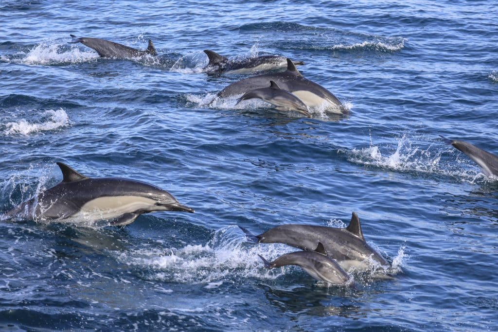 20250801 0K2A6847 | San Diego Whale Watch 35