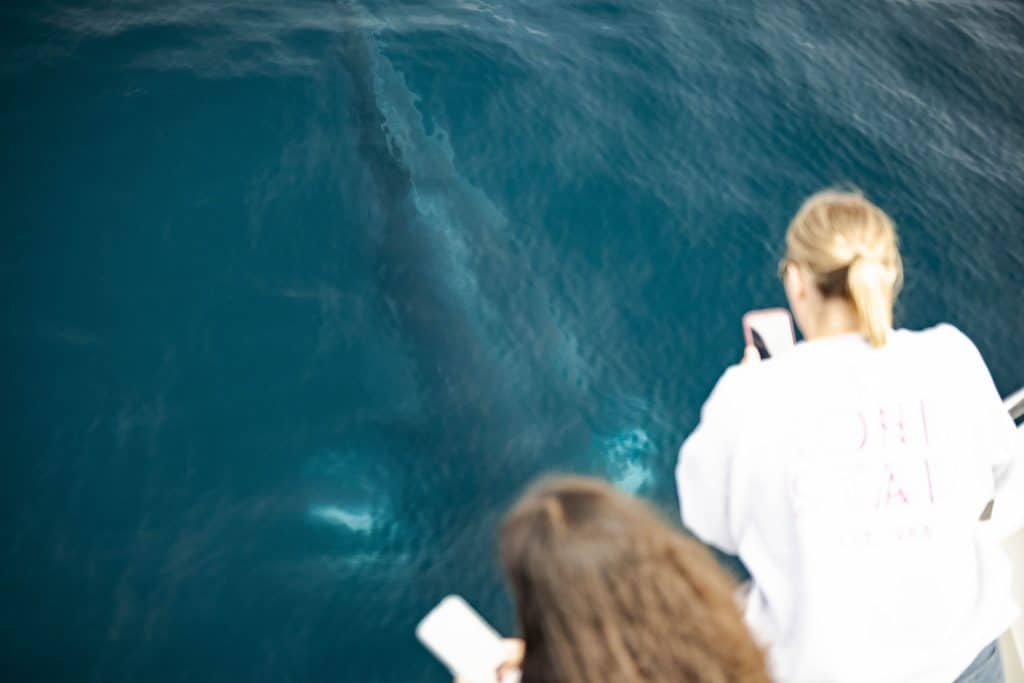 20250801 DSC1521 | San Diego Whale Watch 25