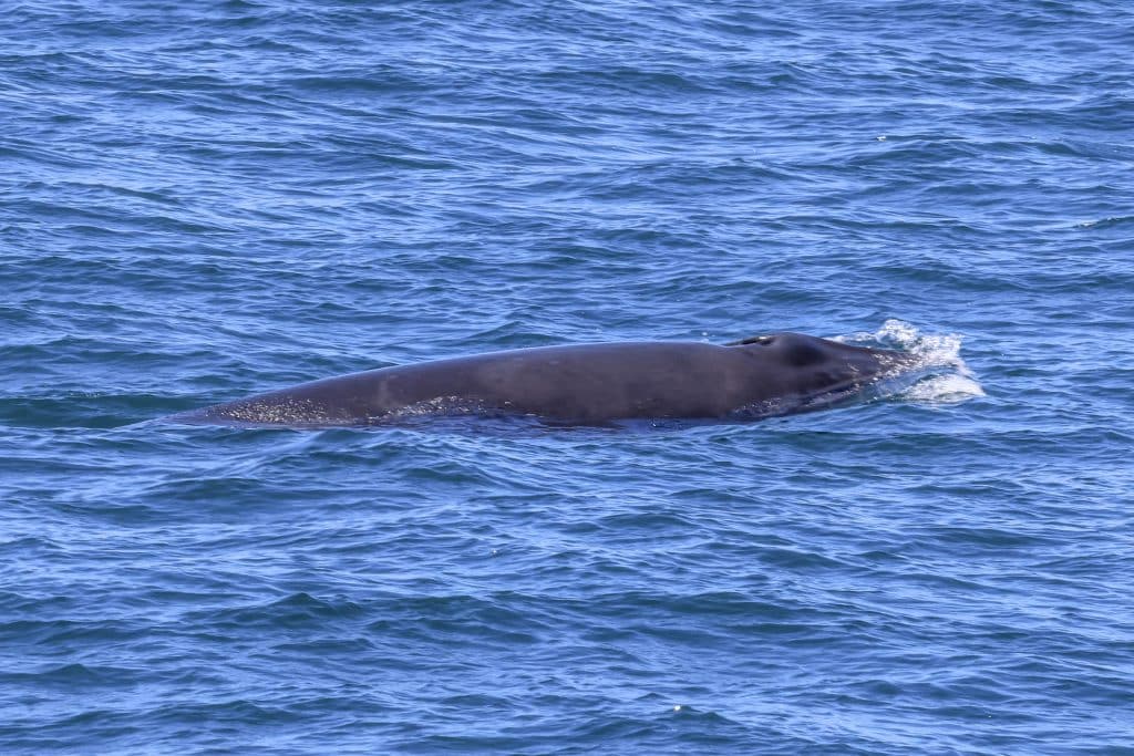 20250802 0K2A8175 | San Diego Whale Watch 26
