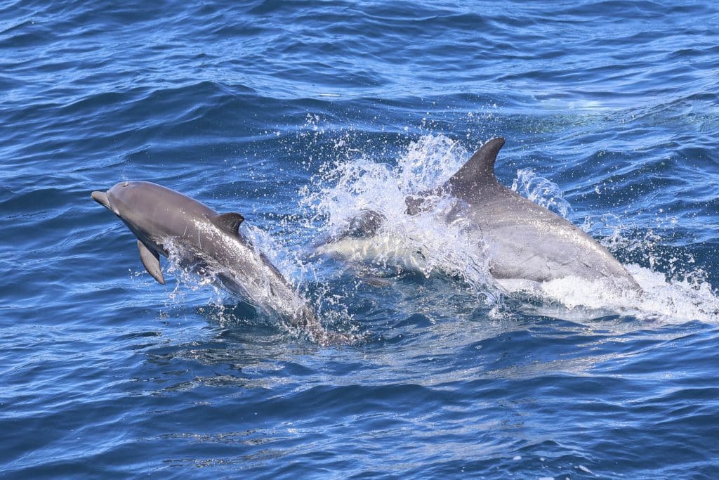 20250802 0K2A8498 | San Diego Whale Watch 28