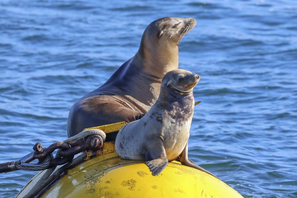20250802 0K2A8752 | San Diego Whale Watch 30