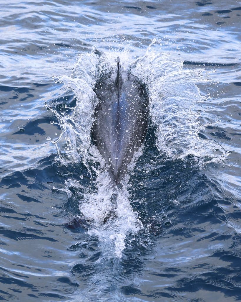 20250802 0K2A9138 | San Diego Whale Watch 32