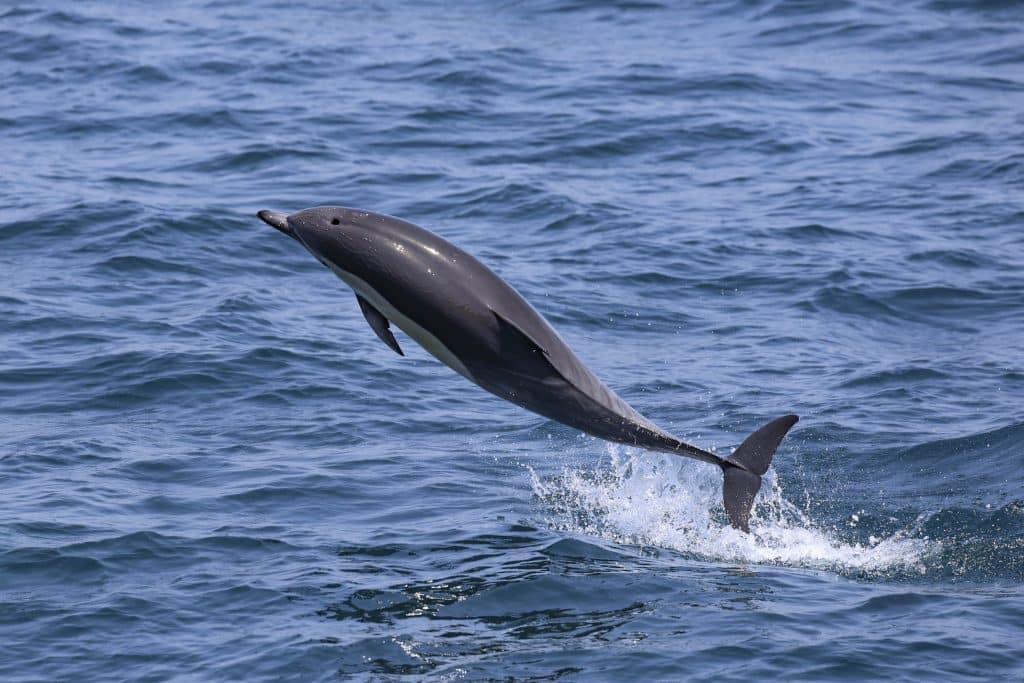 20250806 0K2A6057 | San Diego Whale Watch 21