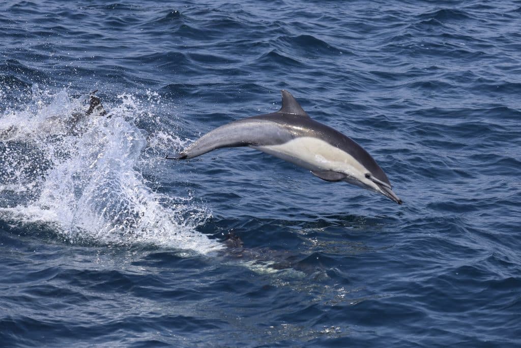 20250806 0K2A6352 | San Diego Whale Watch 23