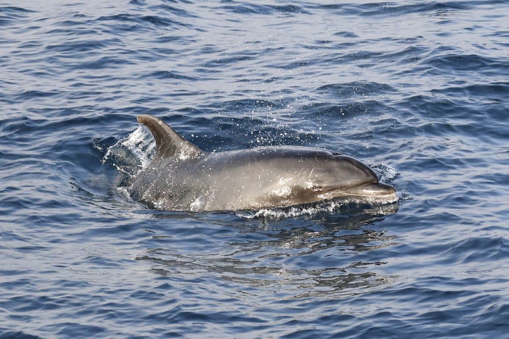 20250806 0K2A6728 | San Diego Whale Watch 25