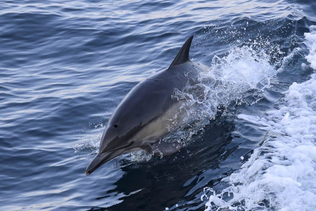 20250806 0K2A7073 | San Diego Whale Watch 27