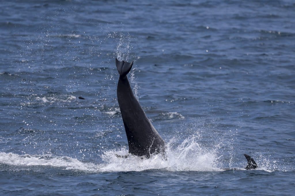 20250807 0K2A8832 | San Diego Whale Watch 22