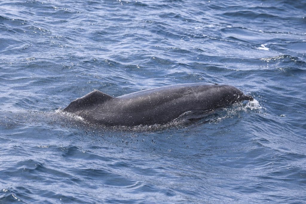 20250807 0K2A8902 | San Diego Whale Watch 26