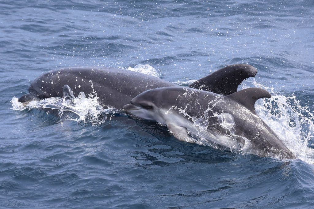 20250807 0K2A9250 | San Diego Whale Watch 28