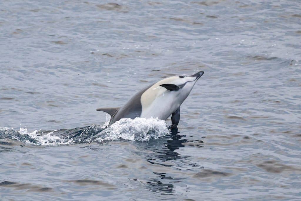 20250808 0K2A0118 | San Diego Whale Watch 24