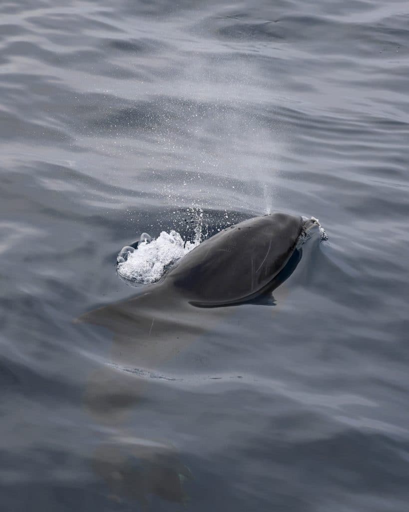 20250808 0K2A9579 | San Diego Whale Watch 20